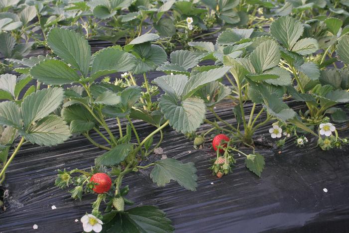 宁波北仓现代农业综合开发区冬季大棚草莓开始